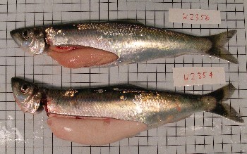 Female (top) and male (bottom) herring in spawning condition, January 2010